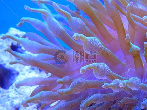 水中的海葵高清图片下载-正版图片505476270-摄图网