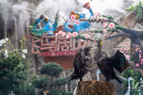东湖飞鸟世界恢复营业 一起“林”距离听鸟语 - 国内 - 东南网旅游频道