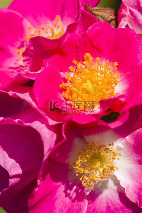 盛开的玫瑰鲜花和情人节礼物概念高清图片下载-正版图片504177225-摄图网