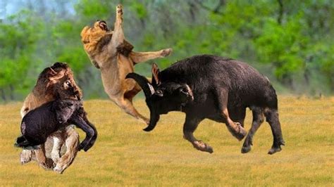 一群凶猛的水牛非常残忍地袭击了狮子，狮子的不幸日，动物攻击！_腾讯视频