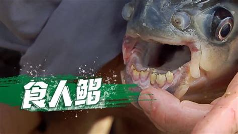 食人鲳鱼图片