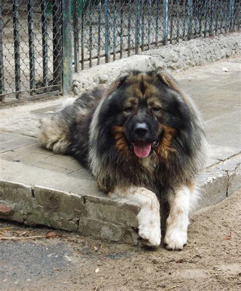 高加索犬，真正的大型猛犬 - 知乎