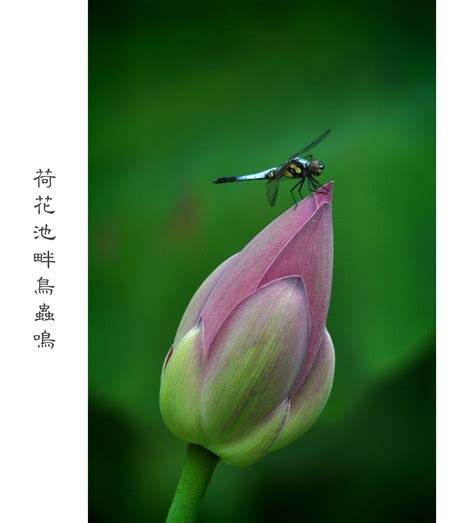 【荷花池畔鸟虫鸣摄影图片】上海人民公园生态摄影_老色廊摄影博客_太平洋电脑网摄影部落