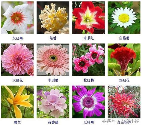 百合花哪个品种最贵？常见百合花品种及图片-花卉百科-中国花木网