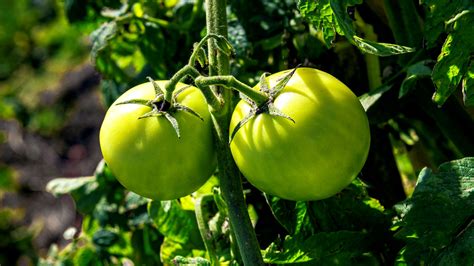 种植番茄，植株调整很重要，掌握这些技术方法|番茄|植株|侧枝_新浪新闻