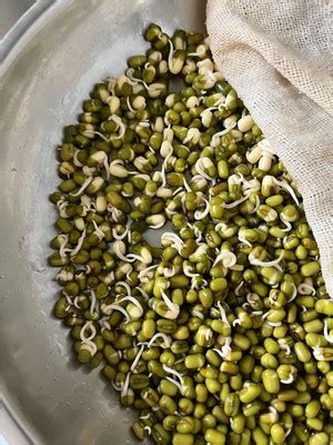家庭生绿豆芽怎么生 ，只要记住这两点，保证豆芽又水又嫩，比买的都好吃 | 说明书网