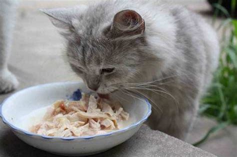 吃食物的小猫高清图片下载-正版图片501022007-摄图网