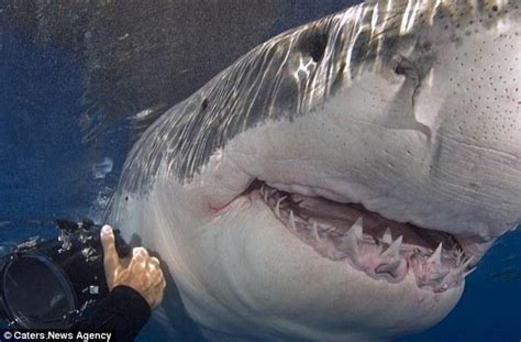 南非莫塞尔湾大白鲨破水而出吓坏鲨笼潜水者 - 神秘的地球 科学|自然|地理|探索