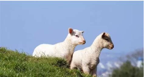 属羊难得四月羊 属羊的几月份出生最好呢_生肖_若朴堂文化