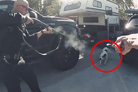 实拍：美国一宠物狗伤人后袭击警察 被霰弹枪近距离“爆头”！_凤凰网视频_凤凰网