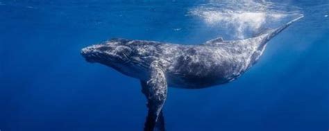 鲸鱼多重 - 业百科