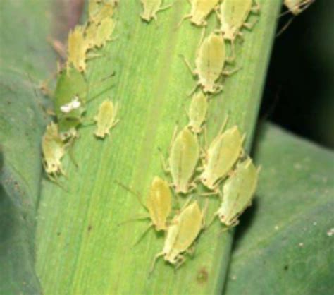 月季的蚜虫危害及防治方法-月季养护-藤本月季网