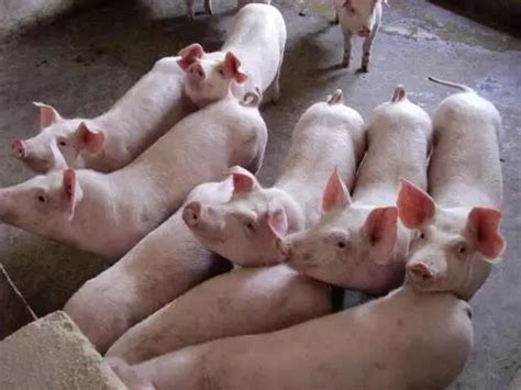 动物营养|生长育肥猪的营养需求