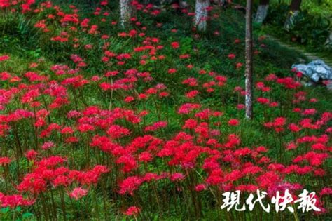 红色彼岸花温柔女生头像