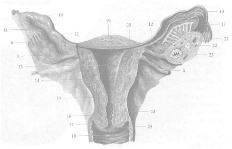 女性子宫结构图片图片素材-正版创意图片401789910-摄图网
