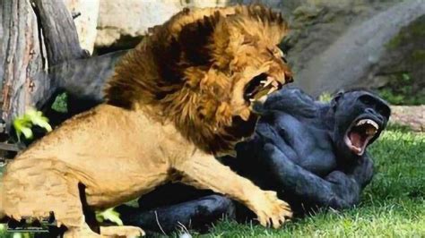 银背大猩猩与狮子打架，谁会失败？结果出乎意料_腾讯视频