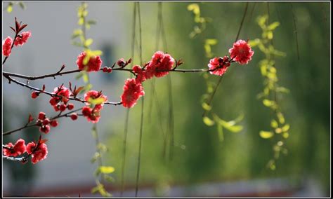 【花红柳绿迎新春摄影图片】扬州生态摄影_老俞摄影_太平洋电脑网摄影部落