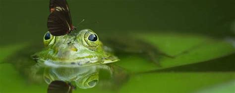 青蛙的眼睛有什么特点 青蛙的眼睛特点介绍_知秀网