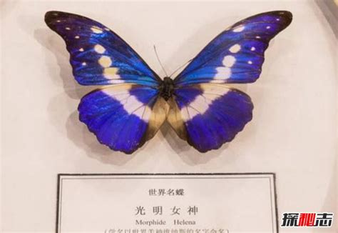 世界最美的蝴蝶 光明女神闪蝶（曾被拍卖36万人民币）_探秘志