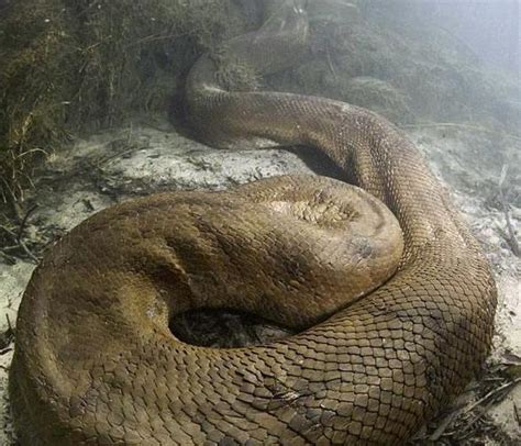 云南一施工队修路发现百岁蟒蛇 身长近4米_海口网