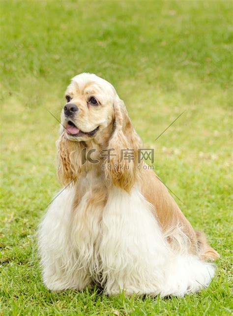 美国可卡犬图片