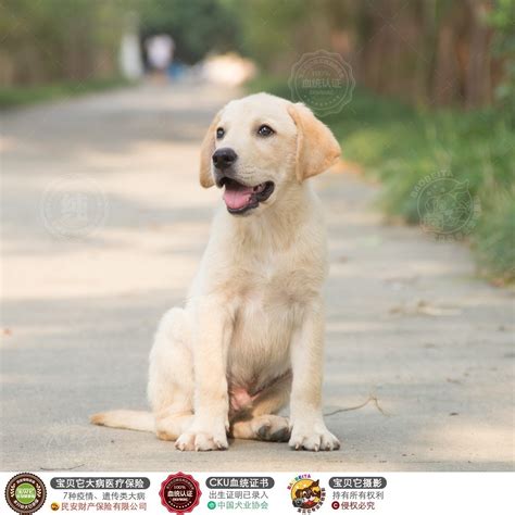北京出售奶白色拉布拉多犬选什么牌子好 同款好推荐