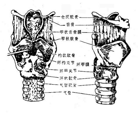 喉部结构图图片