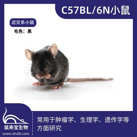 C57BL/6N小鼠 - 鼠来宝生物