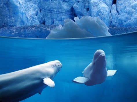 白鲸的资料介绍（白鲸：海洋哺乳动物中与众不同的存在，还会区别对待成年人和小孩） | 说明书网