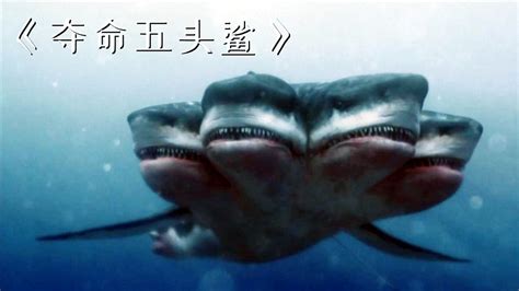 海洋惊现5个头的鲨鱼，袭击游客无恶不作！《夺命五头鲨》_腾讯视频}