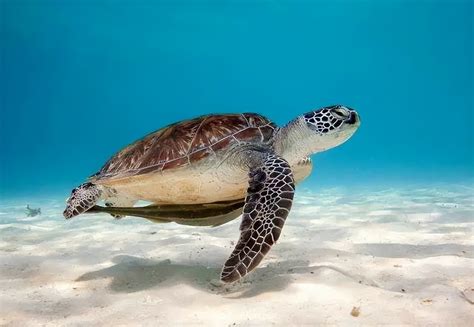 海龟-古老的爬行动物 5.23世界海龟日|爬行动物_新浪新闻