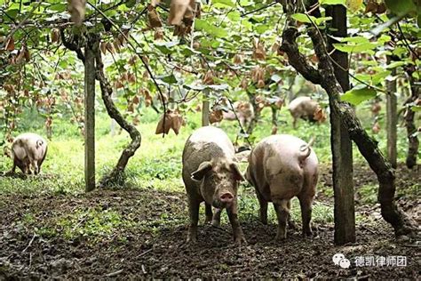 山东养殖场出售波尔山羊羔 山东菏泽-食品商务网