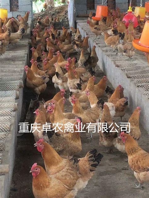 西平县蔡寨乡“以点带面”发展特色养殖产业 促进乡村振兴-中华网河南