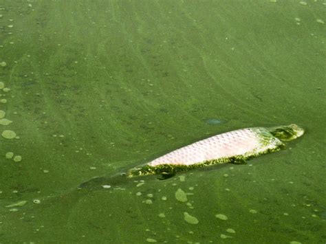 安徽合肥：巢湖十年禁渔休养生息 水清岸绿生态优