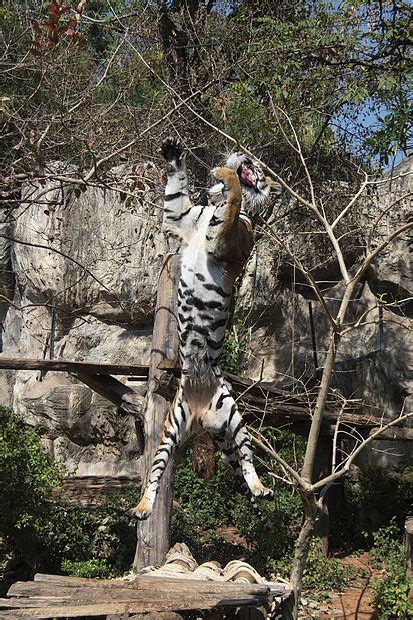 老虎动物园的表演上跳来吃东西高清图片下载-正版图片300877052-摄图网