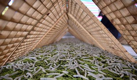 探访新中国第一个蚕种场，风光时年制种40万张，如今3万张_澎湃号·湃客_澎湃新闻-The Paper