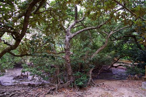 银叶树-雷州半岛树木-图片