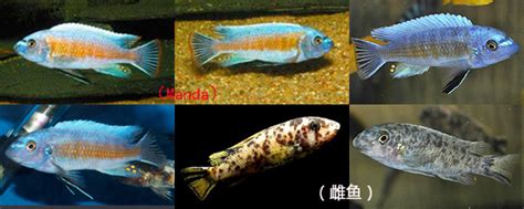 Labeotropheus trewavasae (Manda)-曼达橙蓝勾鼻_万宝鱼的三湖慈鲷世界