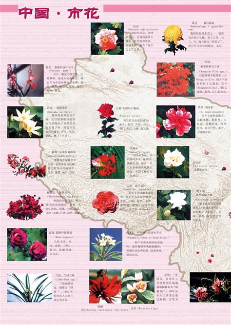 中国市花 | 中国国家地理网