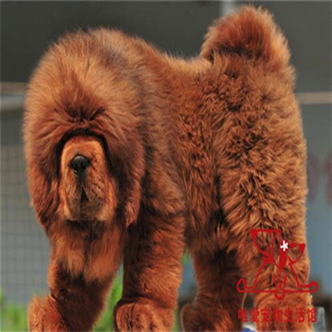 藏獒幼犬的饲养方法 比熊40天幼犬饲养方法_宠物百科 - 养宠客