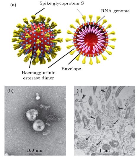综述：新冠及其他冠状病毒即时检测方法研究进展 - Nano-Micro Letters