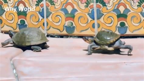 小乌龟在地上爬行，另一只小乌龟就跟着它，好有趣啊！