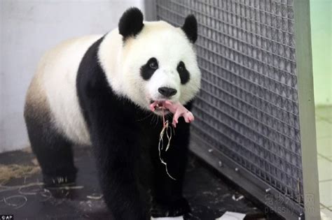 法国出生的熊猫宝宝正式命名 “圆梦”_侨梁_新民网
