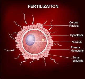 精子和卵子图片_精子和卵子素材_精子和卵子高清图片_摄图网图片下载