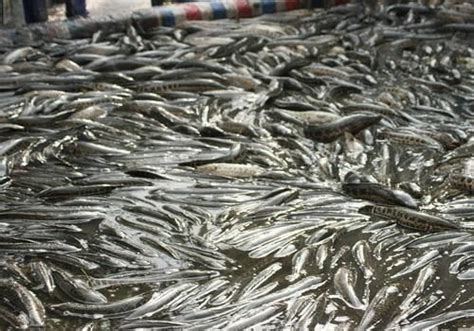 广东省外货源上市量增加 黑鱼价格开始下滑_鱼类专题（黑鱼专题）_水产养殖网