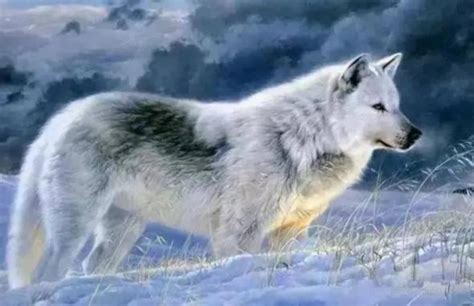 狼群中的头狼是公狼还是母狼？为什么？|狼群|狼王|狼_新浪新闻