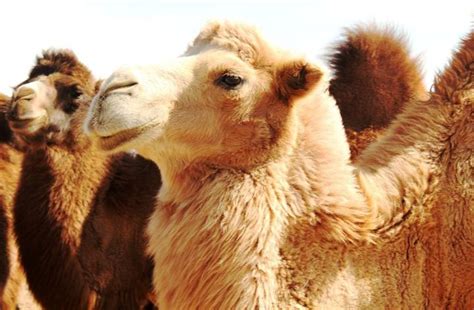 骆驼的驼峰里主要储存的是什么(骆驼的驼峰不是移动水囊，里面储存的只有脂肪) | 说明书网