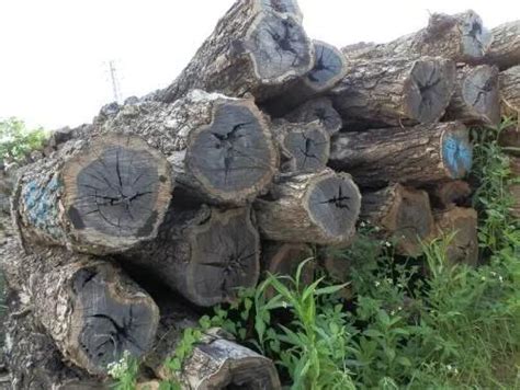 美国黑胡桃木有几种等级？_木业资讯-木材网