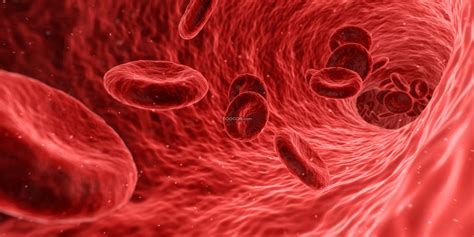 显微镜下的游动的医学血红细胞