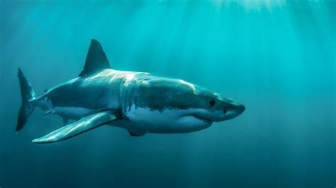Weißer Hai HD Hintergrundbilder herunterladen